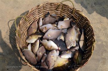 Vizhinjam, Fish Market,_DSC_9033_H600